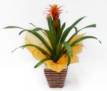 PLN 03 - Guzmania em cesto