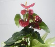 PLN 09 - Planta Anthurium