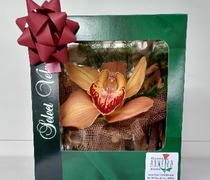 Orquidea em Caixa Kraft 10 Un