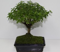 PLN 11 - BONSAI