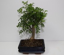 PLN 12 - BONSAI