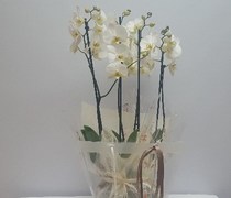 PLN 23 - Phalaenopsis em saco