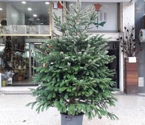 Ref. 024824 - Abies Nordmandiana 225/250cm