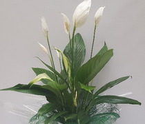 PLN 26 - Spatiphyllum em vaso