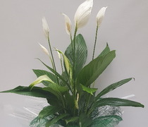 PLN 26 - Spatiphyllum (Lírio da paz) em vaso